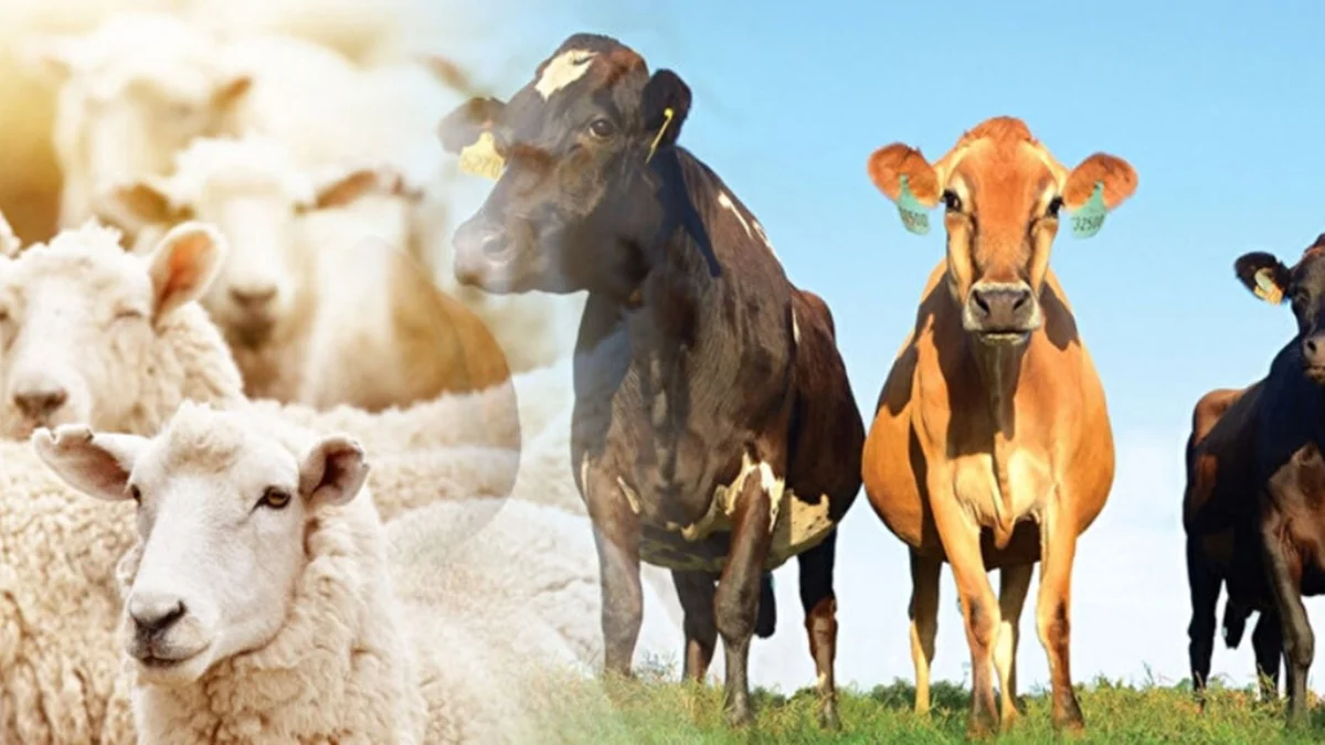 Bayram Öncesi 81 İlde Kurban Fiyatları Listelendi - Ekonomi Haberleri